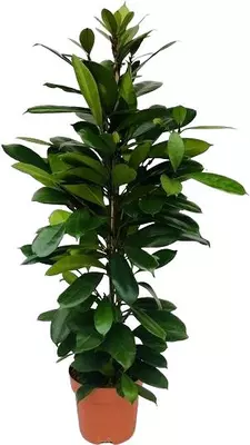 Ficus cyathistipula 105 cm - afbeelding 1