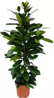 Ficus cyathistipula 105 cm kopen?