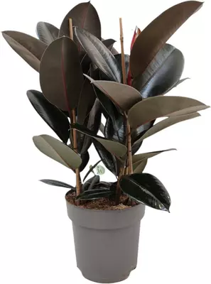 Ficus elastica 'Abidjan' (Rubberplant) 80cm - afbeelding 1