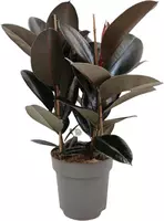 Ficus elastica 'Abidjan' (Rubberplant) 80cm kopen?