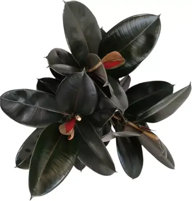 Ficus elastica 'Abidjan' (Rubberplant) 80cm - afbeelding 2