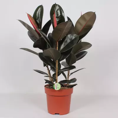 Ficus elastica 'abidjan' (Rubberplant) 85 cm