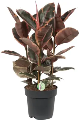 Ficus elastica 'Belize' (Rubberplant) 95cm - afbeelding 1