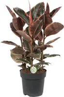Ficus elastica 'Belize' (Rubberplant) 95cm - afbeelding 1