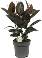 Ficus elastica 'Melany' (Rubberplant) 50cm kopen?
