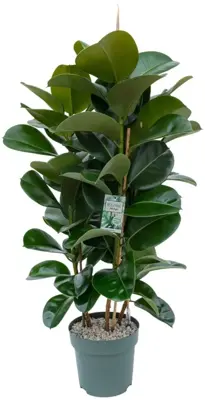 Ficus elastica 'Robusta' (Rubberplant) 110cm - afbeelding 1