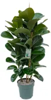 Ficus elastica 'Robusta' (Rubberplant) 110cm - afbeelding 1
