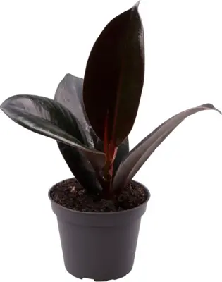 Ficus elastica 'Robusta' (Rubberplant) 15cm - afbeelding 1
