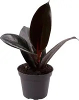 Ficus elastica 'Robusta' (Rubberplant) 15cm - afbeelding 1