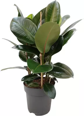 Ficus elastica 'Robusta' (Rubberplant) 80cm - afbeelding 1