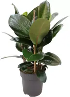 Ficus elastica 'Robusta' (Rubberplant) 80cm kopen?