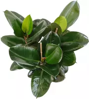 Ficus elastica 'Robusta' (Rubberplant) 80cm - afbeelding 2