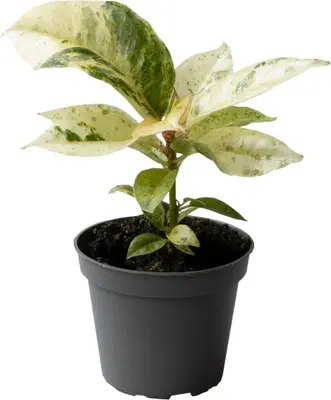 Ficus elastica 'Schrijveriana' (Rubberplant) 10cm - afbeelding 1