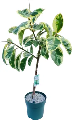 Ficus elastica 'Tineke' (Rubberplant) 120cm - afbeelding 1