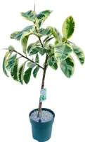 Ficus elastica 'Tineke' (Rubberplant) 120cm kopen?
