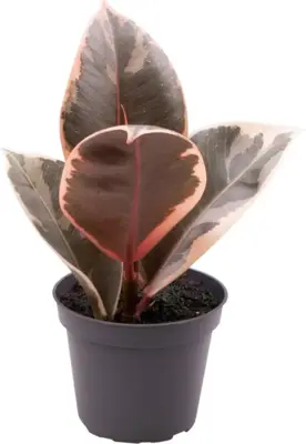 Ficus elastica 'Tineke' (Rubberplant) 15cm - afbeelding 1