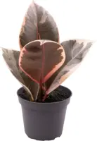 Ficus elastica 'Tineke' (Rubberplant) 15cm - afbeelding 1