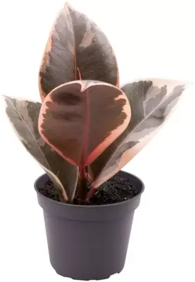 Ficus elastica 'Tineke' (Rubberplant) 15cm - afbeelding 2