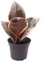 Ficus elastica 'Tineke' (Rubberplant) 15cm - afbeelding 2