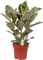 Ficus elastica 'Tineke' (Rubberplant) 85cm - afbeelding 1