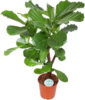 Ficus lyrata (Tabaksplant) 110cm - afbeelding 1