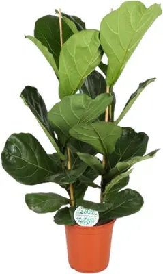 Ficus lyrata (Tabaksplant) 110cm - afbeelding 1