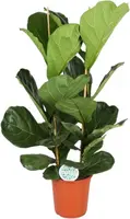 Ficus lyrata (Tabaksplant) 110cm kopen?
