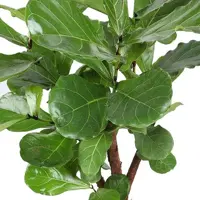 Ficus lyrata (Tabaksplant) 110cm - afbeelding 2