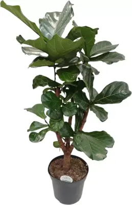 Ficus lyrata (Tabaksplant) 150cm - afbeelding 1