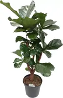 Ficus lyrata (Tabaksplant) 150cm kopen?