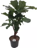 Ficus lyrata (Tabaksplant) 150cm - afbeelding 1