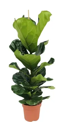 Ficus lyrata (Tabaksplant, Vioolbladplant) 105 cm - afbeelding 1