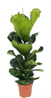Ficus lyrata (Tabaksplant, Vioolbladplant) 105 cm kopen?