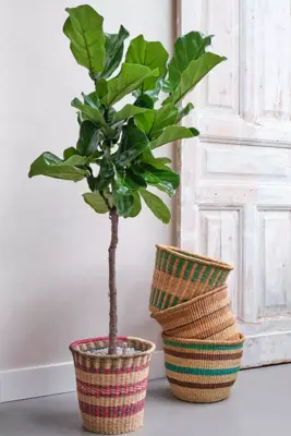 Ficus lyrata (Tabaksplant, Vioolbladplant) 110-130cm incl hydropot en watermeter - afbeelding 5