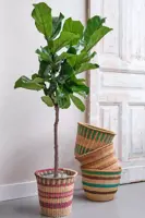 Ficus lyrata (Tabaksplant, Vioolbladplant) 110-130cm incl hydropot en watermeter - afbeelding 5