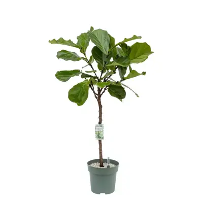 Ficus lyrata (Tabaksplant, Vioolbladplant) 110-130cm incl hydropot en watermeter - afbeelding 1