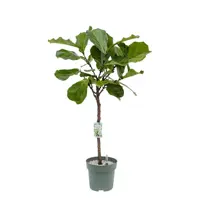 Ficus lyrata (Tabaksplant, Vioolbladplant) 110-130cm incl hydropot en watermeter