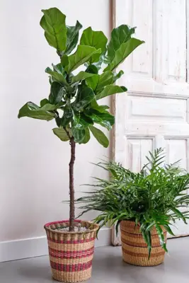 Ficus lyrata (Tabaksplant, Vioolbladplant) 110cm - afbeelding 6