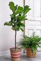 Ficus lyrata (Tabaksplant, Vioolbladplant) 110cm - afbeelding 6