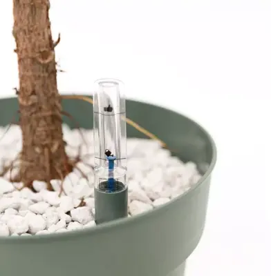 Ficus lyrata (Tabaksplant, Vioolbladplant) 110cm - afbeelding 2