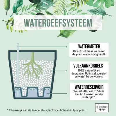 Ficus lyrata (Tabaksplant, Vioolbladplant) 110cm - afbeelding 8