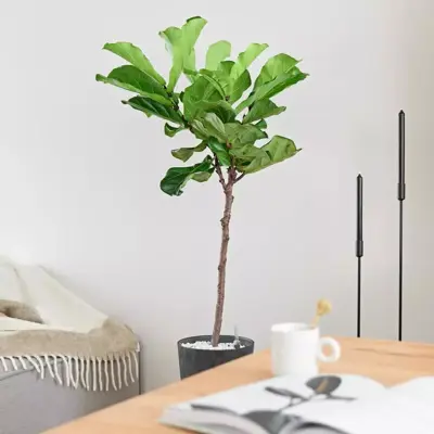 Ficus lyrata (Tabaksplant, Vioolbladplant) 110cm - afbeelding 3
