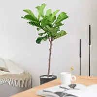 Ficus lyrata (Tabaksplant, Vioolbladplant) 110cm - afbeelding 3