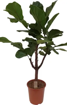 Ficus lyrata (Tabaksplant, Vioolbladplant) 130cm - afbeelding 1
