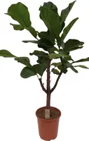 Ficus lyrata (Tabaksplant, Vioolbladplant) 130cm kopen?