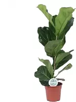 Ficus lyrata (Tabaksplant, Vioolbladplant) 60 cm kopen?