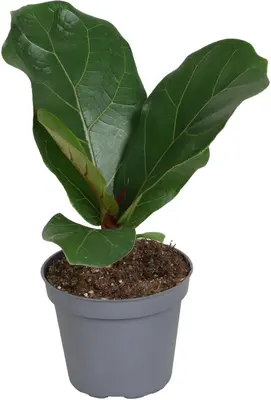 Ficus Lyrata (Vioolbladplant) 15cm - afbeelding 1
