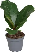 Ficus Lyrata (Vioolbladplant) 15cm - afbeelding 1
