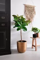 Ficus makana 110 cm incl hydropot en watermeter - afbeelding 3