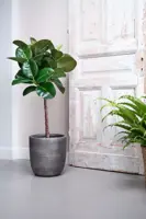 Ficus makana 110 cm incl hydropot en watermeter - afbeelding 5